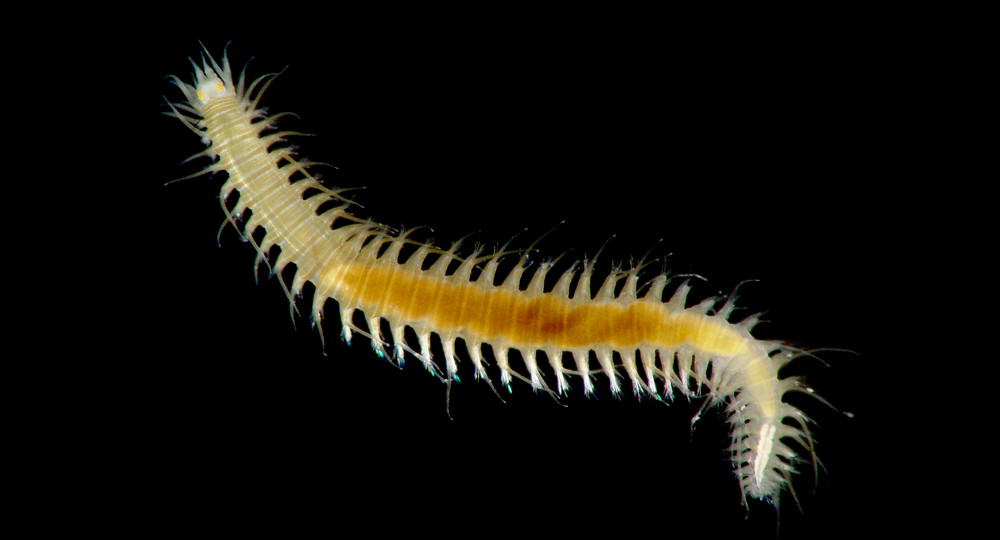 Polychaete Day